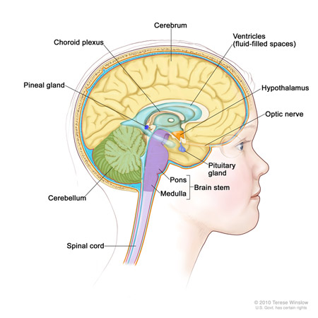Brain Tumors CNS